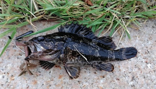 タケノコメバルの釣果