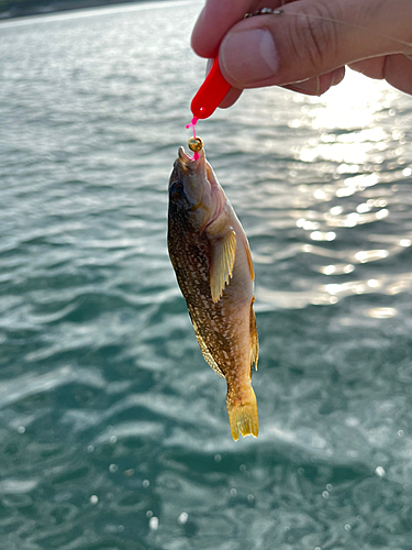 ハゼの釣果