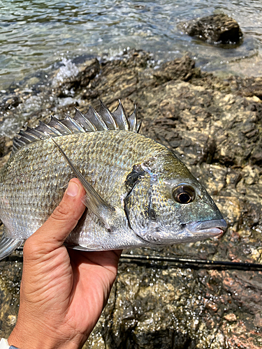 ミナミクロダイの釣果