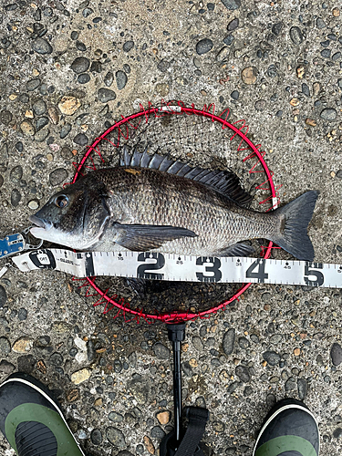 クロダイの釣果