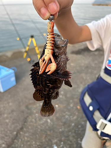 ソイの釣果