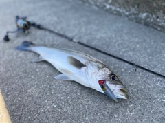 ヒラスズキの釣果