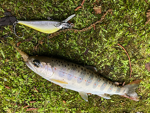 アマゴの釣果