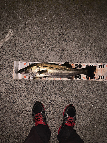 シーバスの釣果