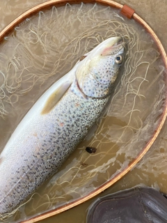 イトウの釣果