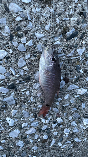 ネンブツダイの釣果