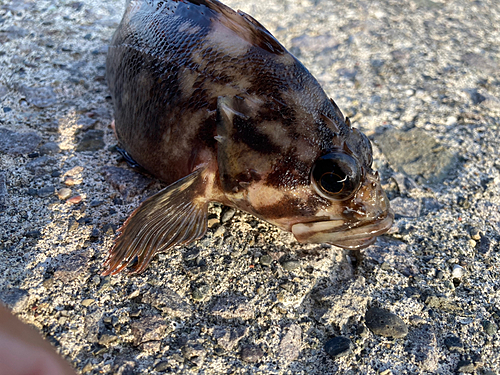 ムラソイの釣果