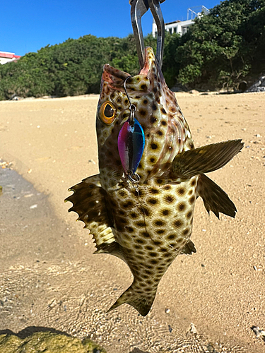 イシミーバイの釣果