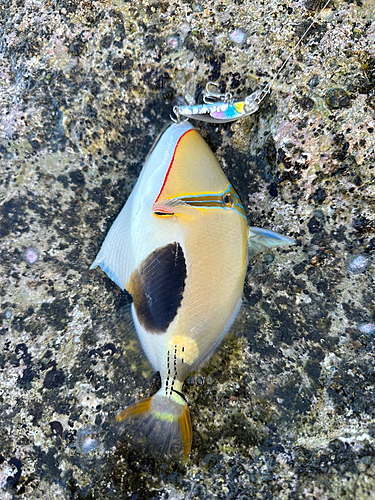 モンガラカワハギの釣果