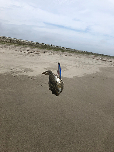 フグの釣果