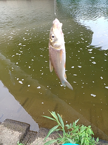 釣果