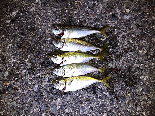 アジの釣果