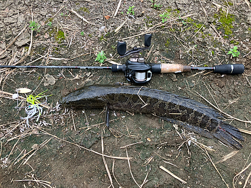 カムルチーの釣果