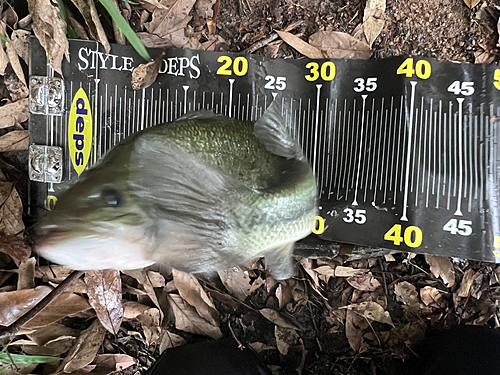 ブラックバスの釣果