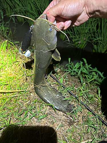 ナマズの釣果