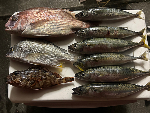 サバの釣果