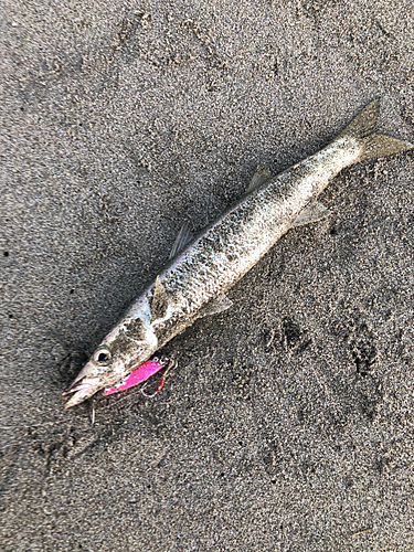 カマスの釣果