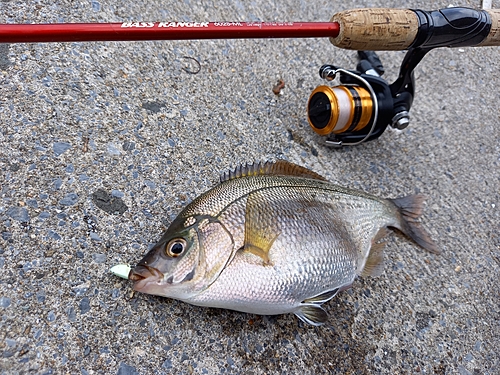 ウミタナゴの釣果