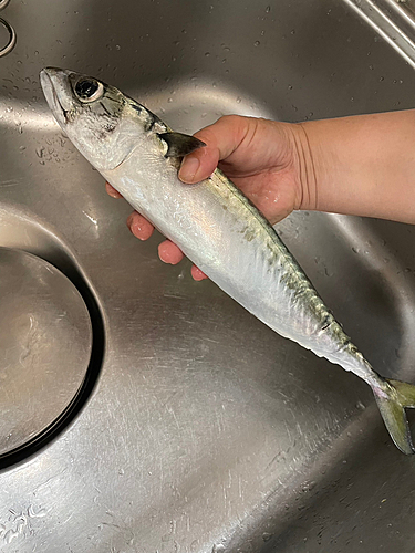 サバの釣果