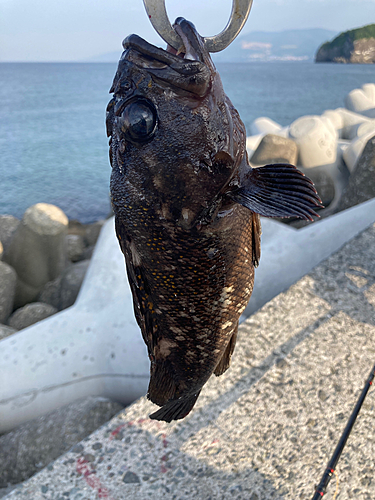 ハチガラの釣果