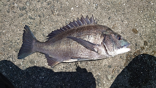 クロダイの釣果