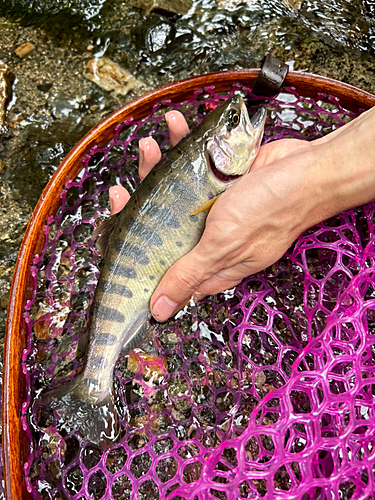 ヤマメの釣果