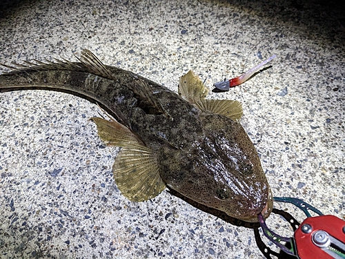 マゴチの釣果