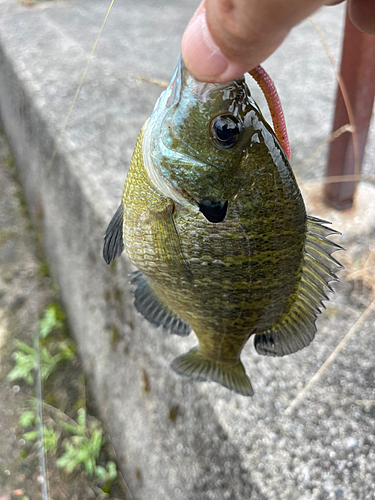 ブルーギルの釣果