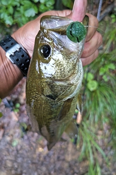 ラージマウスバスの釣果