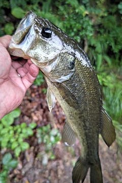 ラージマウスバスの釣果