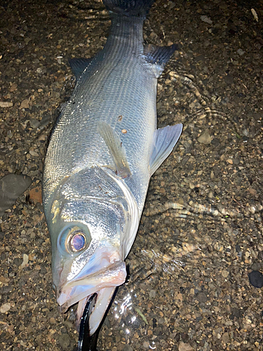 ヒラスズキの釣果