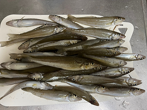 キスの釣果