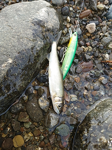 アユの釣果