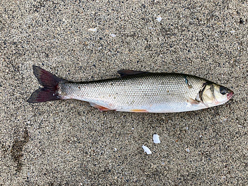 ウグイの釣果