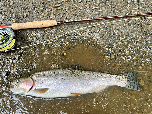 ニジマスの釣果