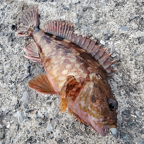 カサゴの釣果