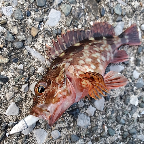 カサゴの釣果