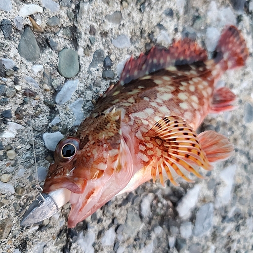 カサゴの釣果