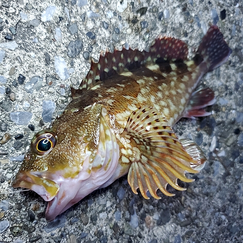 カサゴの釣果