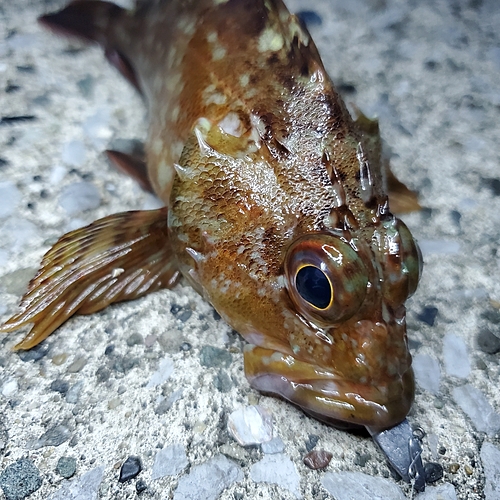 カサゴの釣果