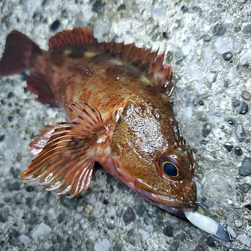 カサゴの釣果