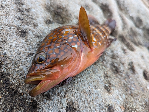 キジハタの釣果