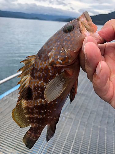 アコウの釣果