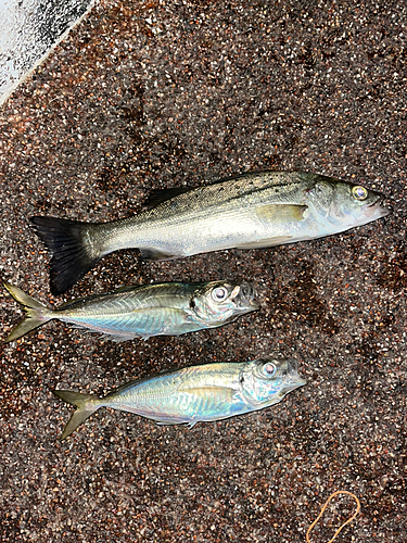 シーバスの釣果