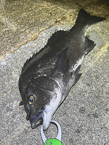 チヌの釣果