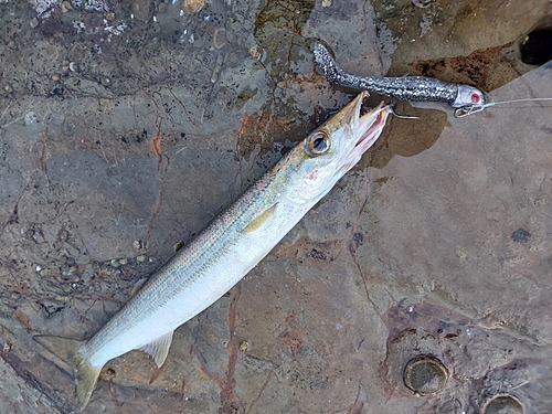 カマスの釣果