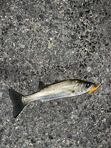 セイゴ（マルスズキ）の釣果