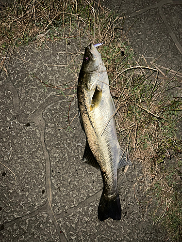 フッコ（マルスズキ）の釣果