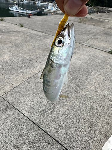 サバの釣果