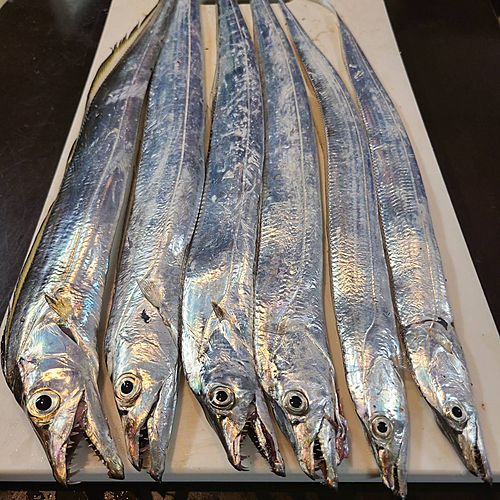 タチウオの釣果